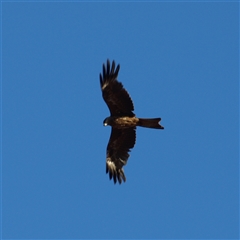 Milvus migrans (Black Kite) at Rankins Springs, NSW - 29 Sep 2018 by MatthewFrawley