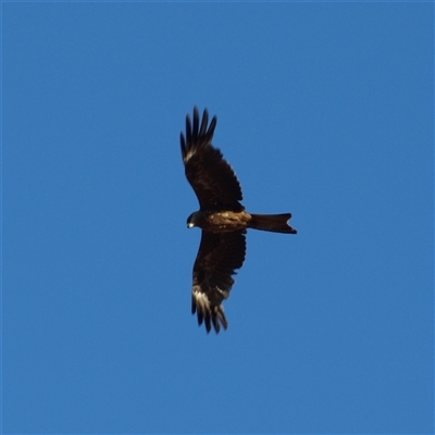 Milvus migrans (Black Kite) at Rankins Springs, NSW - 29 Sep 2018 by MatthewFrawley