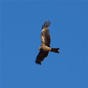 Milvus migrans at Rankins Springs, NSW - 30 Sep 2018 07:03 AM