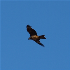 Milvus migrans at Rankins Springs, NSW - 30 Sep 2018 07:03 AM