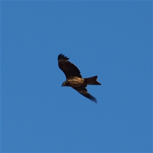 Milvus migrans at Rankins Springs, NSW - 30 Sep 2018 07:03 AM