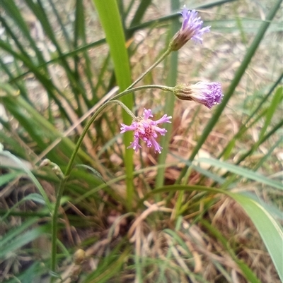 Unidentified Other Wildflower or Herb at The Gap, NSW - 19 Sep 2024 by poszum