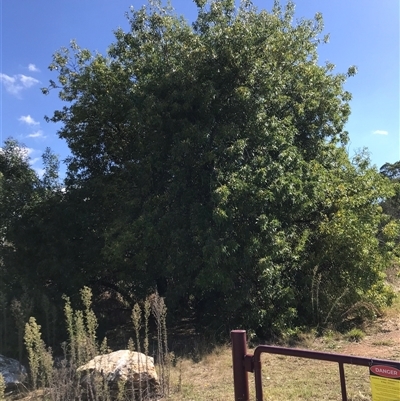 Fraxinus angustifolia (Desert Ash) at Pialligo, ACT - 12 Apr 2024 by rainer