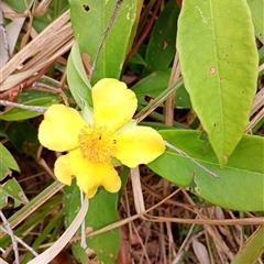 Hibbertia scandens (Climbing Guinea Flower) at The Gap, NSW - 19 Sep 2024 by poszum