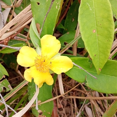 Hibbertia scandens at The Gap, NSW - 19 Sep 2024 by poszum