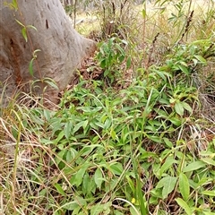 Hibbertia scandens at The Gap, NSW - 19 Sep 2024 10:58 AM