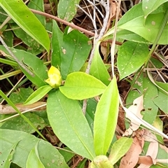 Hibbertia scandens at The Gap, NSW - 19 Sep 2024 10:58 AM