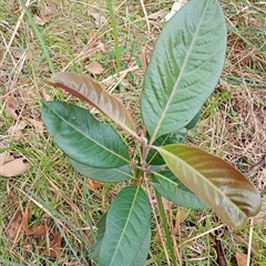 Rhodomyrtus psidioides at The Gap, NSW - 19 Sep 2024 by poszum