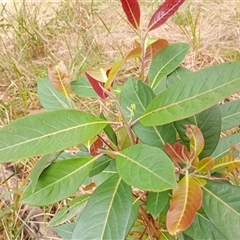 Unverified at suppressed - suppressed