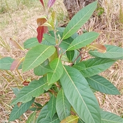 Unverified at suppressed - suppressed