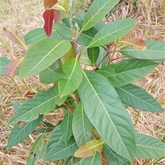 Unverified at suppressed - suppressed