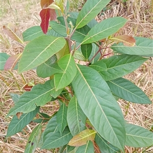 Unverified at suppressed - suppressed