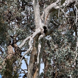 Varanus varius at Baranduda, VIC - suppressed