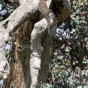 Varanus varius at Baranduda, VIC - suppressed