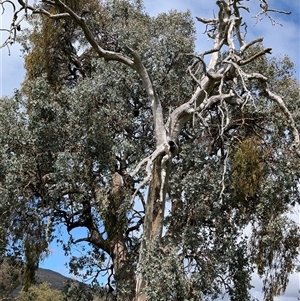 Varanus varius at Baranduda, VIC - suppressed