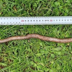 Megascolides australis (Giant Gippsland Earthworm) at Warragul, VIC by MichaelBedingfield