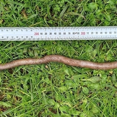 Megascolides australis (Giant Gippsland Earthworm) at Warragul, VIC - 8 May 2023 by MichaelBedingfield