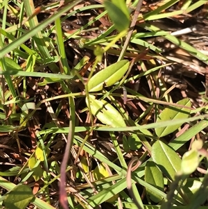 Zornia dyctiocarpa var. dyctiocarpa at Kenny, ACT - 19 Jan 2024