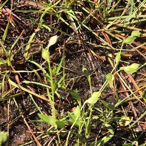 Zornia dyctiocarpa var. dyctiocarpa at Kenny, ACT - 19 Jan 2024