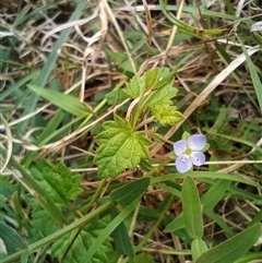 Veronica plebeia at The Gap, NSW - 19 Sep 2024 by poszum