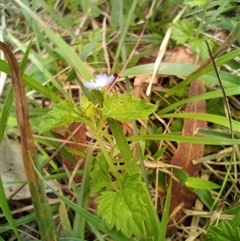 Veronica plebeia at The Gap, NSW - suppressed