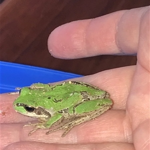 Litoria verreauxii verreauxii at Krawarree, NSW - 10 Oct 2021 03:06 PM