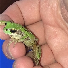 Litoria verreauxii verreauxii at Krawarree, NSW - 10 Oct 2021 03:06 PM