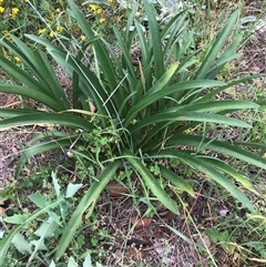 Agapanthus praecox subsp. orientalis (Agapanthus) at Kaleen, ACT - 31 Jan 2024 by rainer