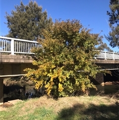 Ulmus parvifolia (Chinese Elm) at Evatt, ACT - 8 Jun 2024 by rainer