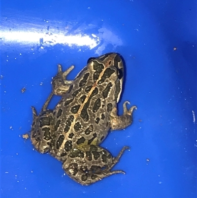 Limnodynastes tasmaniensis (Spotted Grass Frog) at Krawarree, NSW - 10 Oct 2021 by bellehn