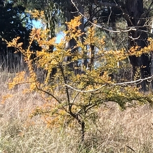 Ulmus parvifolia at Evatt, ACT - 8 Jun 2024 12:13 PM