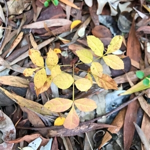 Fraxinus angustifolia at Downer, ACT - 13 Jun 2024