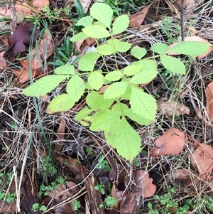 Fraxinus angustifolia at Lawson, ACT - 15 Jun 2024