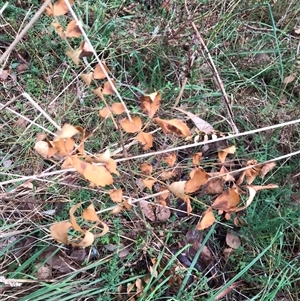 Fraxinus angustifolia at Lawson, ACT - 15 Jun 2024