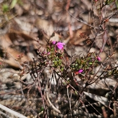 Tetratheca bauerifolia (Heath Pink-bells) at Captains Flat, NSW - 19 Sep 2024 by Csteele4