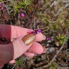 Tetratheca bauerifolia at Captains Flat, NSW - 19 Sep 2024