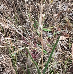 Thelymitra sp. at Lawson, ACT - suppressed