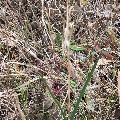 Thelymitra (Genus) (Sun Orchid) at Lawson, ACT - 15 Jun 2024 by rainer