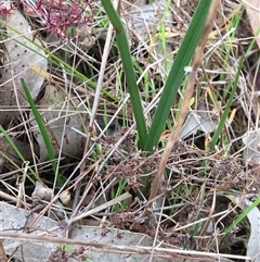 Thelymitra sp. at Lawson, ACT - suppressed