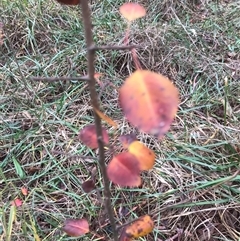 Pyrus calleryana at Bruce, ACT - 7 Jun 2024 02:38 PM