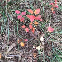 Pyrus calleryana at Bruce, ACT - 7 Jun 2024