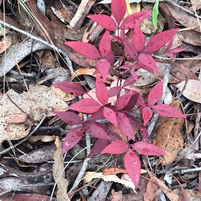 Nandina domestica (Sacred Bamboo) at Bruce, ACT - 7 Jun 2024 by rainer