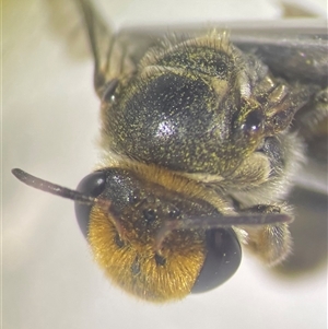 Lipotriches (Austronomia) australica at Mays Hill, NSW - 18 Sep 2024