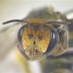 Lipotriches (Austronomia) australica at Mays Hill, NSW - 18 Sep 2024