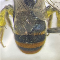 Lipotriches (Austronomia) australica at Mays Hill, NSW - 18 Sep 2024 02:30 PM