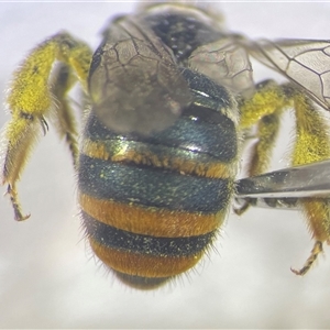 Lipotriches (Austronomia) australica at Mays Hill, NSW - 18 Sep 2024