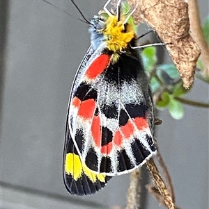 Delias harpalyce at Macarthur, ACT - 18 Sep 2024 05:03 PM