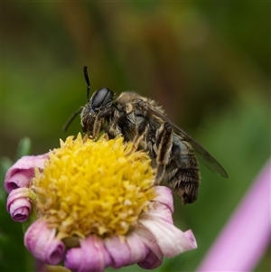 Leioproctus sp. (genus) at Murrumbateman, NSW - suppressed