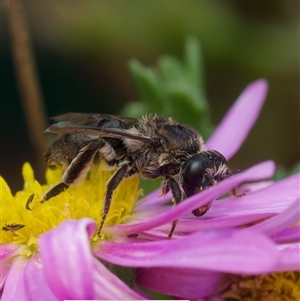 Leioproctus sp. (genus) at Murrumbateman, NSW - suppressed