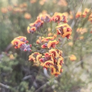 Dillwynia sp. Yetholme (P.C.Jobson 5080) NSW Herbarium at Kaleen, ACT - 19 Sep 2024